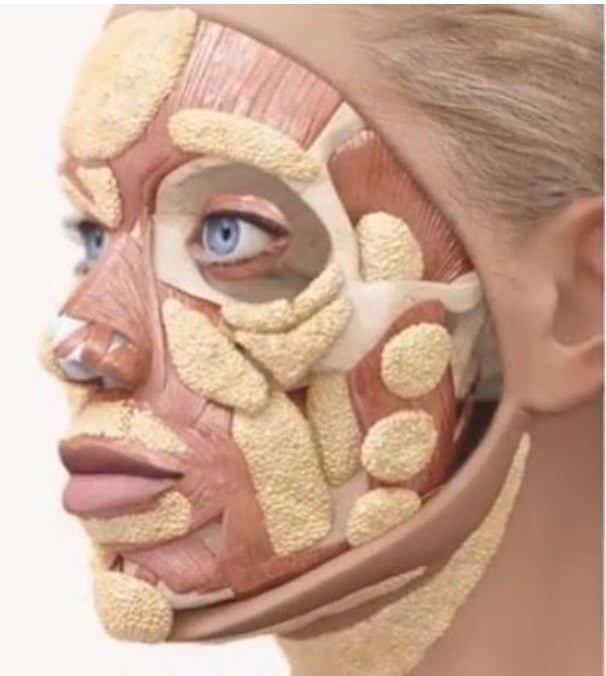 Fat Pads Lifting & Shaping Routines - Carolyn's Facial Fitness